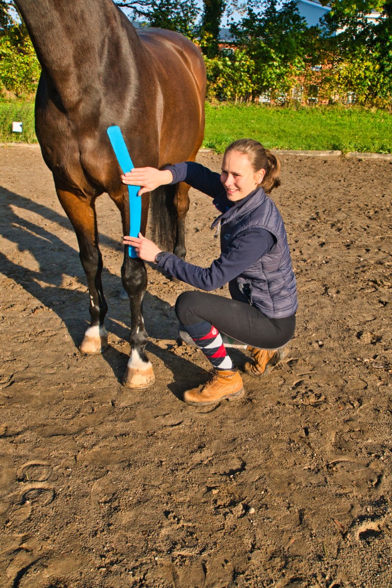 Physiotherapie beim Pferd